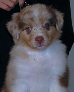 Red Merle male #1, standing.
